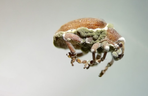 A Eucalyptus snout beetle infected by fungi.