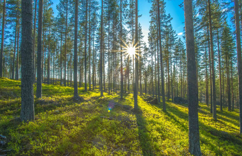 Auringonsäteet valaisee kesäistä metsää.