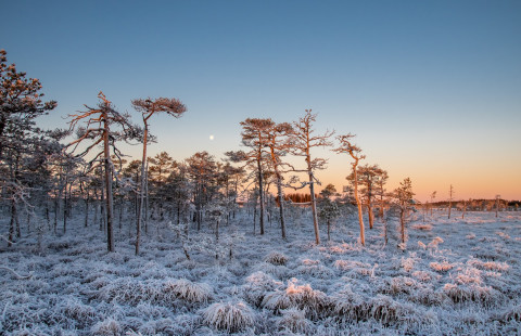 Winter forest landscape. Photo: Mostphotos.