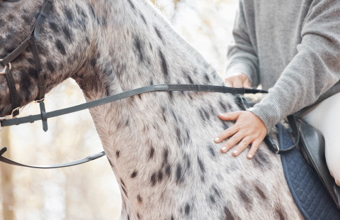 Hevonen ja ratsastaja.