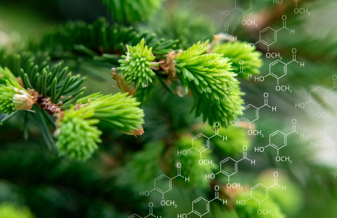 Spruce branches in the spring