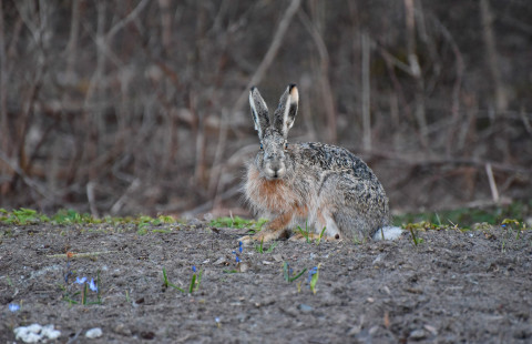Brown hare.