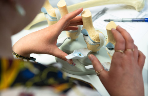 Lääketieteen opiskelua anatomisen mallin avulla.