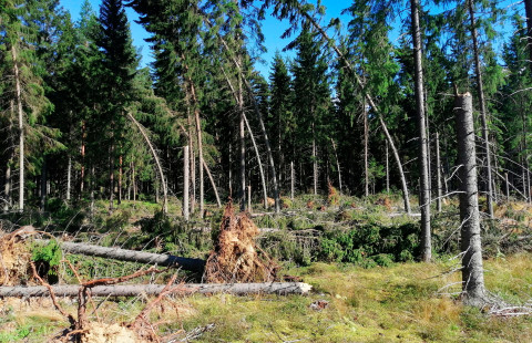 Damaged spruce forest.