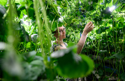 Anna Toljamo and strawberry plants.