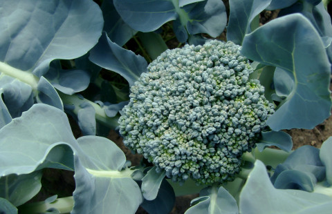 Broccoli. Photo Mostphotos.
