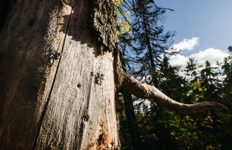 Kirjanpainajan aiheuttamia tuhoja Kolilla.