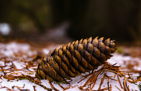 Käpy lumessa. Kuva Mostphotos.