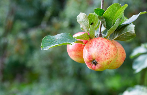 Kolme omenaa roikkuu omenapuun oksassa.