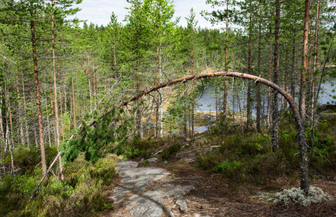 Mäntymetsää, taustalla järvi.