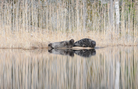Two Saimaa ringed seals laying on a rock.