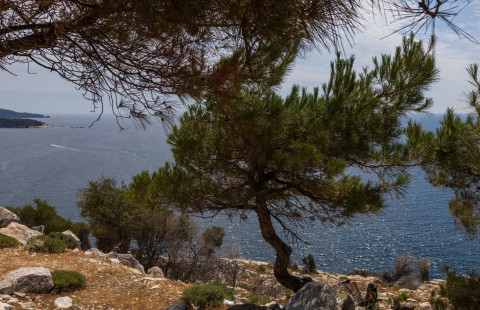 Seaside landscape with burnt trees after fire Alyki area. Photo Mostphotos.