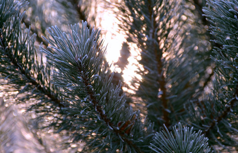 Metsä. Kuva Mostphotos.