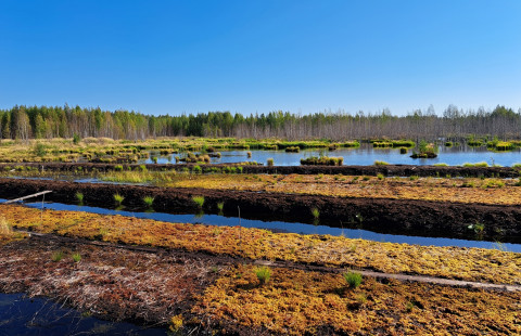 Rahkasammaleen kasvatusta ennallistettavalla kosteikolla