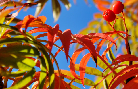 Syksyn lehtiä ja marjoja.