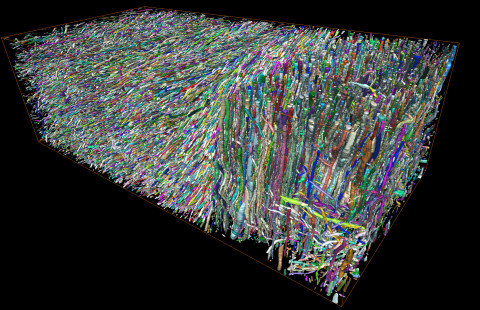 White matter microstructure: Tens of thousands of myelinated axons packed into a 100-micron3 volume of brain white matter, imaged by electron microscopy and segmented using AI.