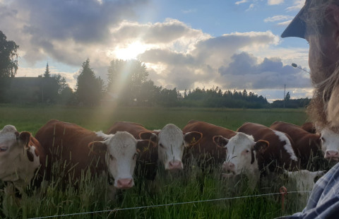 Viljelijä katselee laidunaidan äärellä olevaa karjaa.