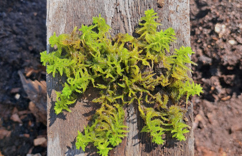 Rahkasammal. Kuva Teemu Tahvanainen.