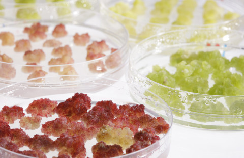 Plant cell cultures. Photo VTT.