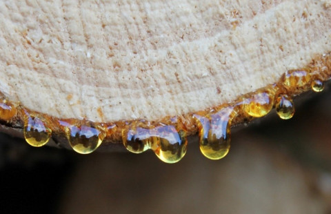 Pihkaa valuu havupuutukin päästä