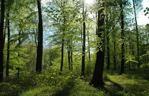 Tanskalaista metsää. Kuvaaja: Thomas Nord-Larsen / Kööpenhaminan yliopisto