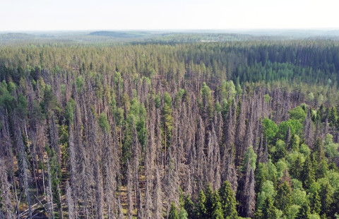 Kirjanpainajan vahingoittamia kuusia.