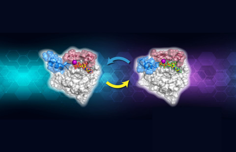 Kuvituskuvassa havainnollistetaan pienten GTPaasien nukleotidikiertoa. Kuva: Milla Kurki.