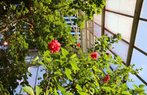 Punakukkaisia pensaita puutarhassa