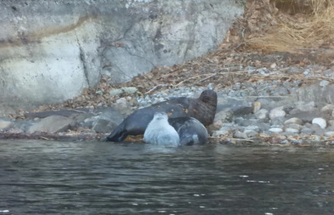 Norpat. Kuva Marko-Halonen ja Merja Hacklin.