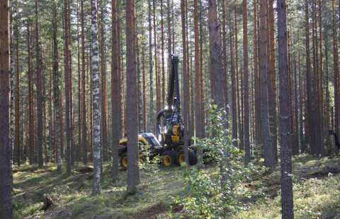 Metsäkone. Kuva: Kalle Kärhä.