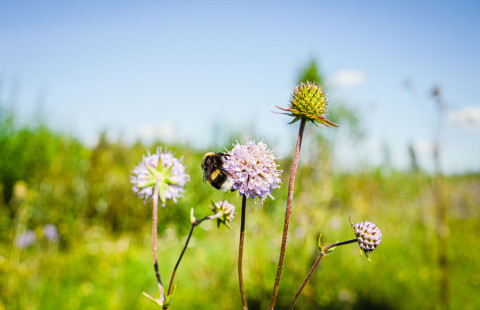 A bee on a flower.