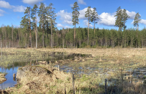Ojitukset kuivittavat ja majavatulvikot luovat kosteikkoja samaan maisemaan.  