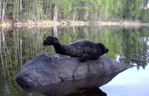 Saimaannorppa Tuukka.
