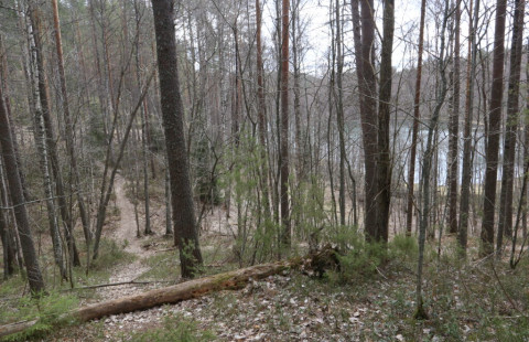 Syksyistä metsää Lykynlammella 