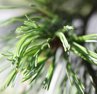 Pine needles