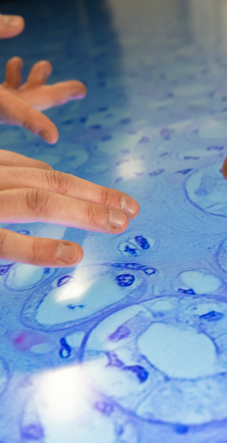 Digital tissue sample on touch screen