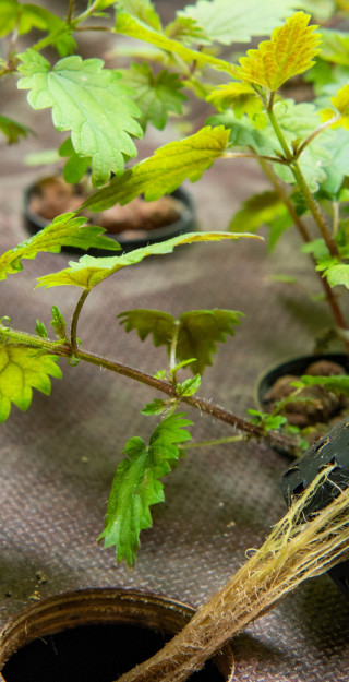 Stinging nettle in a plastic pot.