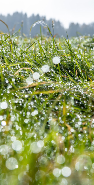Dew on peatland field.