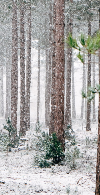 Talvinen metsämaisema, mutta puissa on elämää (Unsplash, https://unsplash.com/photos/OxTT6kZs_gU)