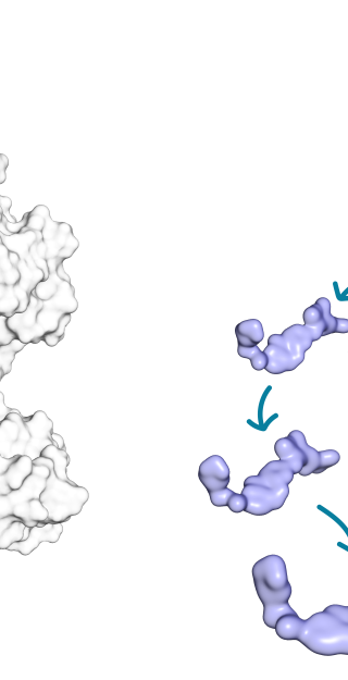 In the study, researchers set out to resolve why two structurally similar small molecule kinase inhibitors (red and blue) exhibit different lifetime of the drug-target complex with their target protein kinase (white).