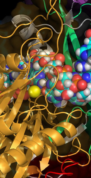 RNA-Ago2-proteiinikompleksi.