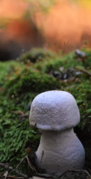 Valoinen pullea sieni sammalmättäällä.